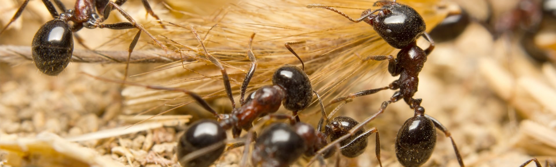 Dedetização de formigas no Pompéia